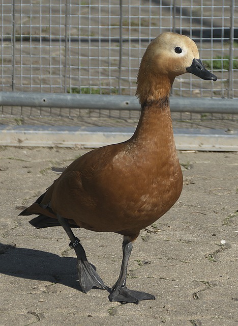 尤其是增强